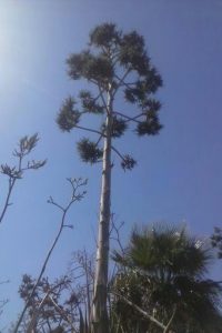 fleur d'agave