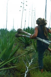 récolte d'agave