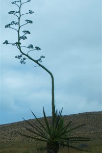 agave