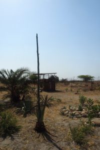 début de pousse de l'agave