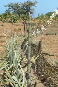 début de pousse de l'agave